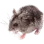 :rat: